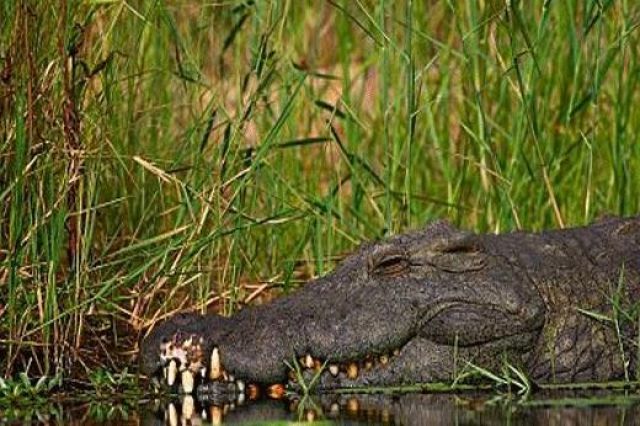 Самый Большой Крокодил В Мире Фото
