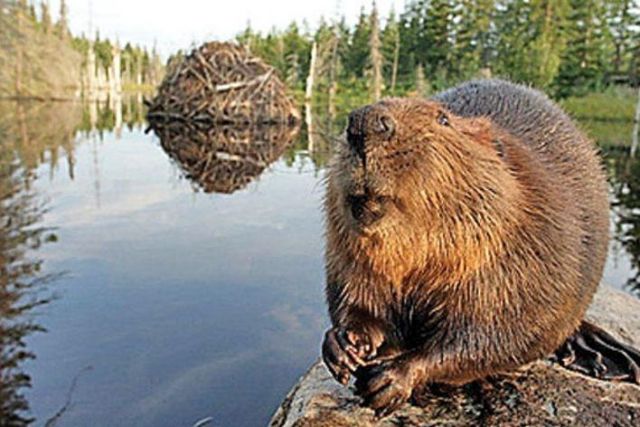 Можно ли есть дикого бобра