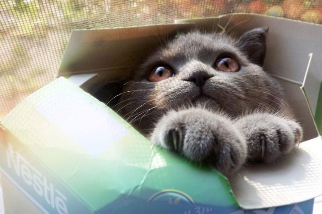 Почему кошки любят прятаться в коробках? | Вопрос-ответ | АиФ Аргументы и  факты в Беларуси