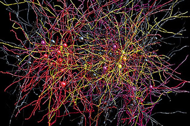 3D-карта нейронов головного мозга. 