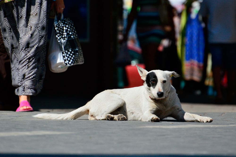  «АиФ» сделал подборку фотографий бездомных собак и кошек  со всего мира. У каждого из этих животных, своя судьба, история.