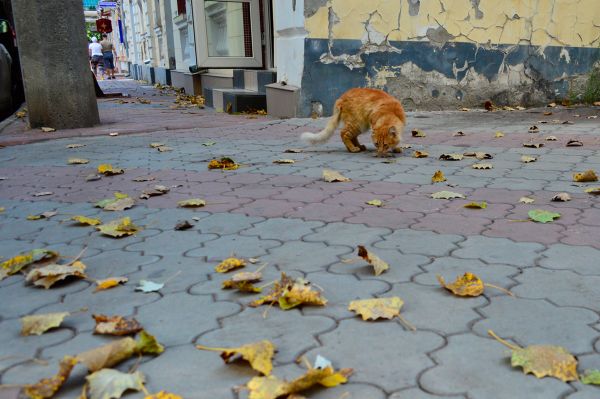  «АиФ» сделал подборку фотографий бездомных собак и кошек  со всего мира. У каждого из этих животных, своя судьба, история.