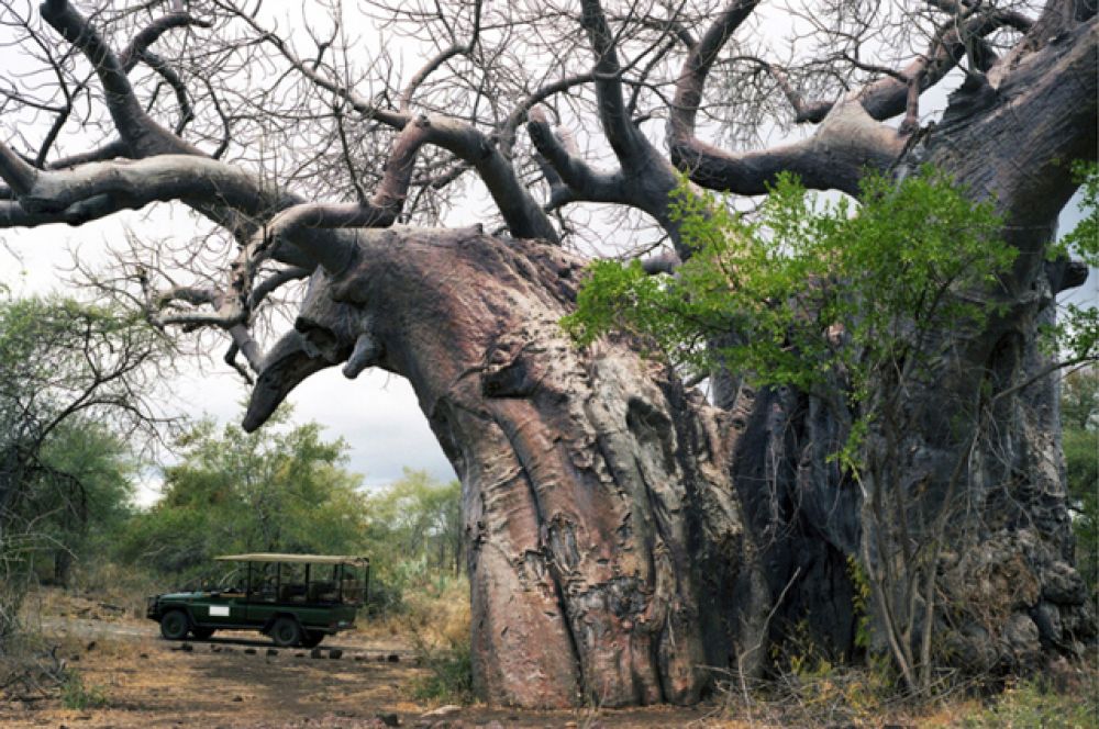 Баобаб. До 2000 лет. Национальный парк Крюгера, ЮАР.