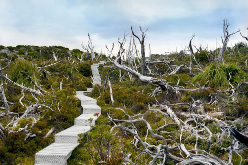 Лагаростробос (семейство подокарповых — древняя группа хвойных растений). 10 500 лет. Маунт-Рид, Тасмания.