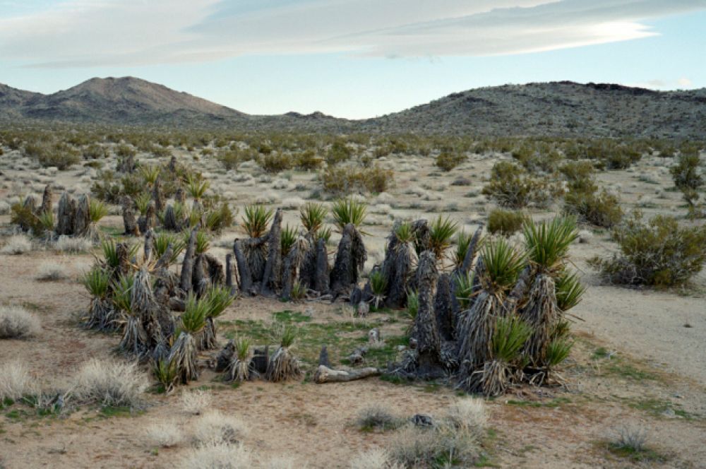 Юкка (род древовидных вечнозелёных растений семейства Агавовые). 12 000 лет. Пустыня Мохаве, Калифорния.