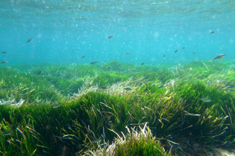 Посидония океаническая (морская трава). 100 000 лет. Балеарские острова, Испания.