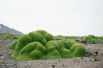 Цветковое растение ярета. Более 2000 лет. Пустыня Атакама, Чили.