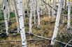 Пандо (клональная колония осинообразного тополя). 80 000 лет. Национальный парк Фишлейк, Юта.