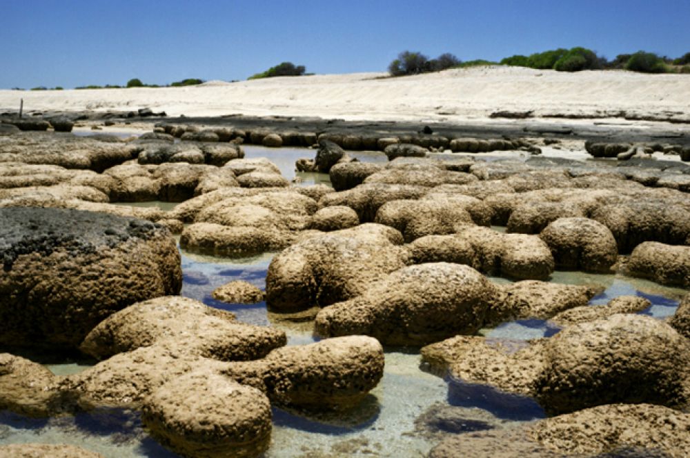 Строматолиты (карбонатные наросты на дне водоемов). 2000–3000 лет. Карбла-Стейшн, Западная Австралия.