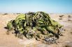 Вельвичия (реликтовое растение). 2000 лет. Пустыня Намиб, Намибия.
