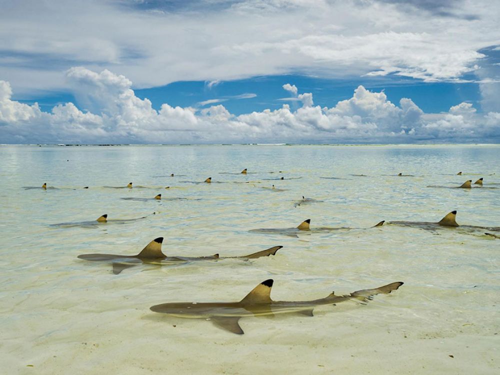 Бездельничающие в нескольких сантиметрах под теплой водой черноперые акулы ожидают течения, чтобы пополнить лагуну в Сейшельском атолле Альдабра.