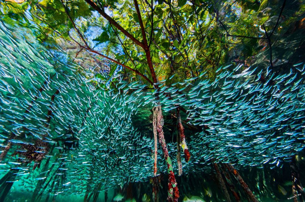 Атерины кружатся около мангровых зарослей на коралловом рифе близ Кубы. Небольшие по размеру рыбки таким образом пытаются смутить хищников.
