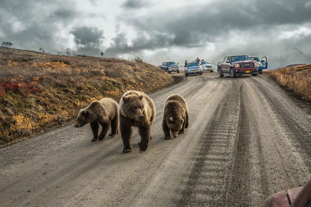 Мама-гризли и ее дети создали «медвежью пробку» около горы Денали, Аляска. Каждое лето эта дорога в 92 мили открыта для частных автомобилей всего 5 дней.