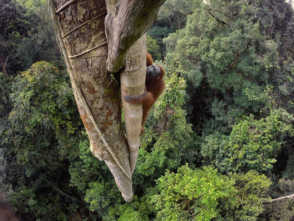 Стремясь добраться до инжира, Калимантанский орангутан залез на 30-метровую высоту. Самцы этих обезьян весят около 90 кг, таким образом они являются самыми тяжелыми животными в мире, живущими на деревьях.
