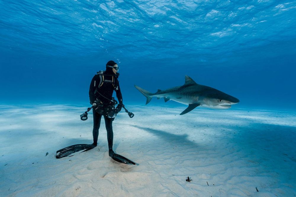 Водолаз смотрит на тигровую акулу с небольшого расстояния. Но эта сцена не так опасна, как выглядит: эти акулы рассчитывают на неожиданное нападение и не станут атаковать того, кто прекрасно их видит.