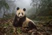 16-летняя гигантская панда мирно лежит в Китайском национальном заповеднике Волун.