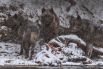 Туша бизона, тонущая в реке Йеллоустоун, стала добычей этого волка и его двухлетних отпрысков. 