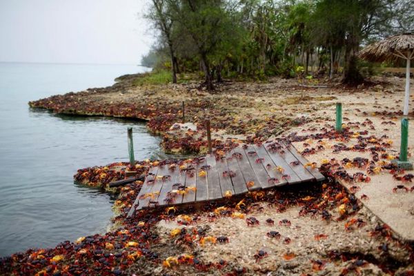 Знаменитый кубинский пляж Плая-Хирон буквально заполоняют миллионы крабов.