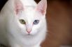 Као-мани. Эта порода кошек родом из Таиланда. Ее название можно перевести как «алмазный глаз» или «белая жемчужина». У кошек этой породы белоснежная шерсть и яркие голубые, янтарные, зелёные или вовсе разноцветные глаза.