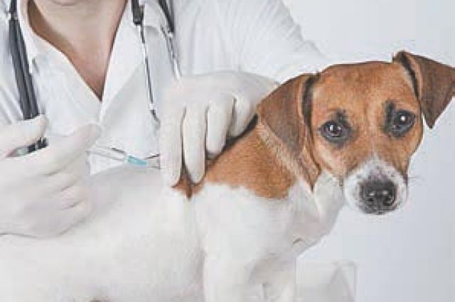 Вакцины полностью безопасны для животных.