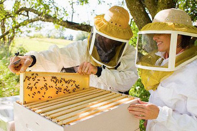 Опытные пчеловоды передадут знания начинающим.