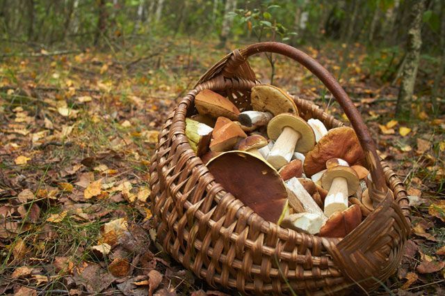 700 белых грибов за 3 часа набрали супруги Ермоленко из Гомельской области. Пара отправилась в лес и попала в грибные заросли.