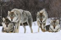 При выработке подходов к управлению популяцией волка нужно искать компромиссы.