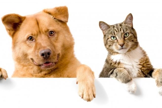 Так кто же умнее - собаки или кошки? | Вопрос-ответ | АиФ Аргументы и факты  в Беларуси