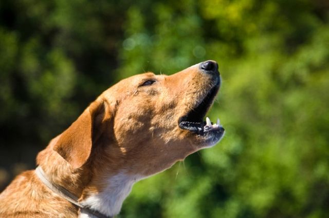 Почему собака лает на людей? | Вопрос-ответ | АиФ Аргументы и факты в  Беларуси