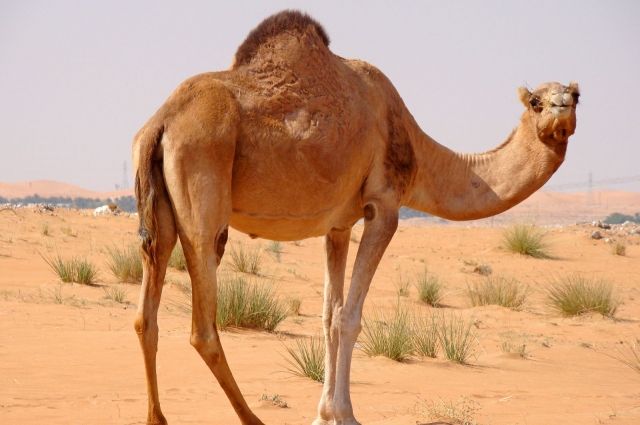 Почему верблюду нужен горб особенности и функции горба у верблюда