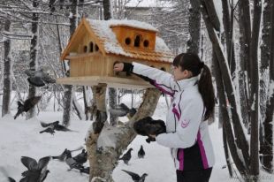 Не всякая кормушка еще и понравится столующимся.