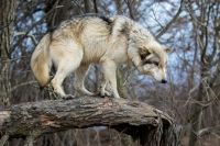 Волки - живые существа, которые имеют право на существование в своей среде обитания.
