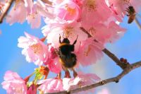 Если пчелы садятся на вишневый цвет, то вишни будет много.