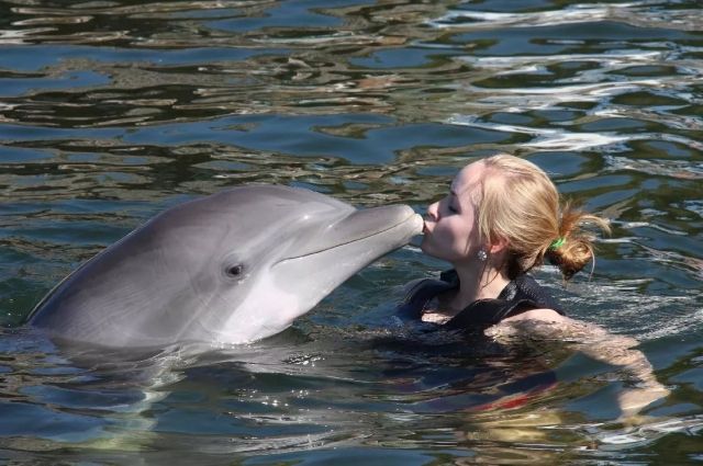 Дельфины на самом деле такие добрые? | Вопрос-ответ | АиФ Аргументы и факты  в Беларуси