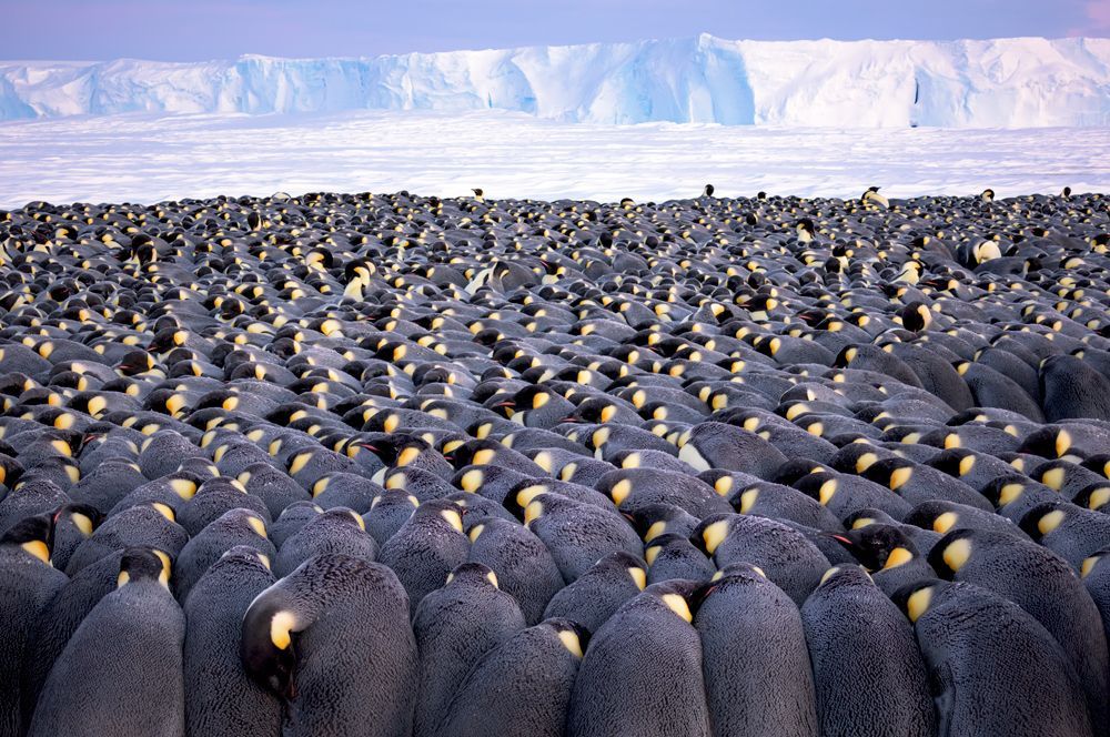 Императорские пингвины сгрудились, чтобы защититься от ветра и холода, на льду залива Атка в шельфовом леднике Экстрем.