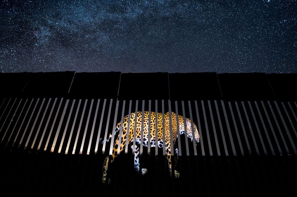 Изображение самца ягуара на участке строящейся стены между США и Мексикой, символизирующее важность открытой границы для многих видов животных.