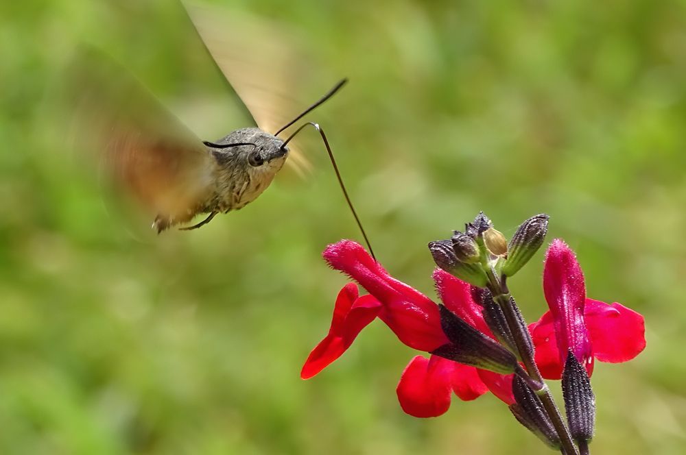 Языкан обыкновенный (бабочка из семейства бражников) собирает нектар с цветка шалфея. 
