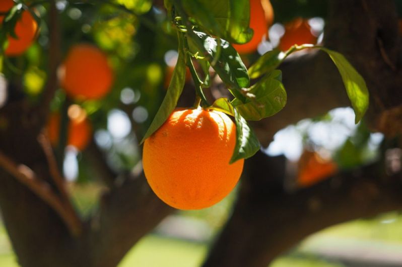 Апельсин (60 мг). Как ни странно, апельсин занимает далеко не первое место в списке продуктов, богатых витамином С. В лимоне, кстати, витамина еще меньше. 