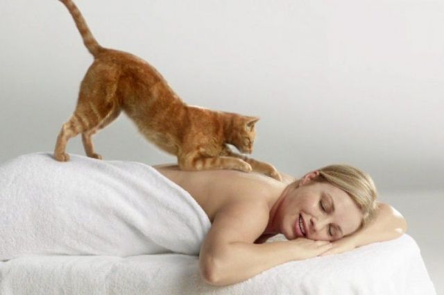 Кошки тонко чувствуют настроение своего хозяина. Если человек чем-то опечален, питомец постарается его подбодрить и успокоить.