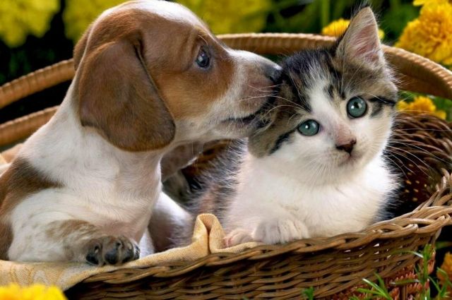 Хоть собаки и кошки способны заболеть коронавирусом, но человека заразить не могут.