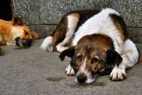 По данным ВОЗ, в мире насчитывается около 200 млн бродячих собак.