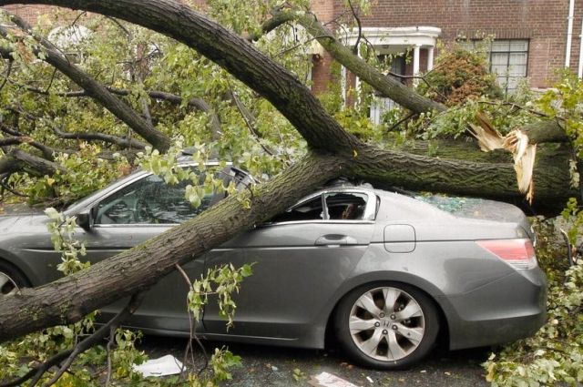 Ветер дунул, дерево упало: кто ответит за ущерб машине - новости ремонты-бмв.рф