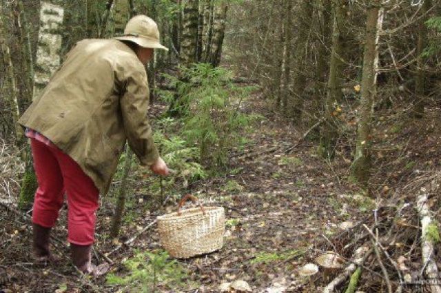 Экипировка грибника: что обязательно нужно брать с собой в лес