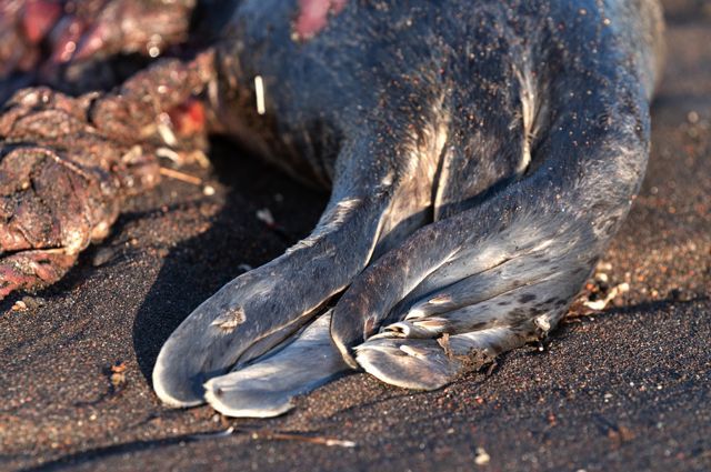 Погибшая ларга, выброшенная на берег Халактырского пляжа на полуострове Камчатка.