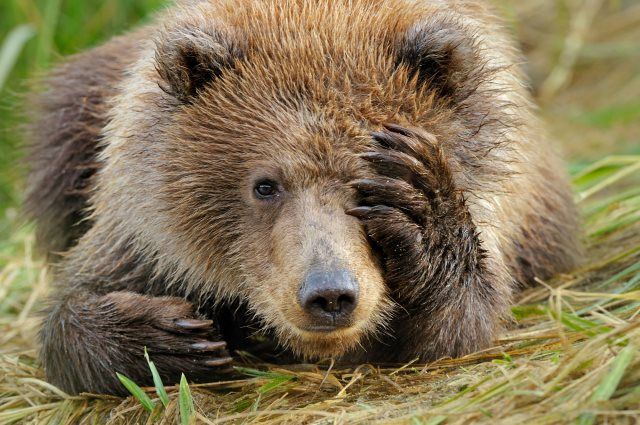 Зачем медведь сосет лапу Вопрос ответ АиФ Аргументы и факты в Беларуси