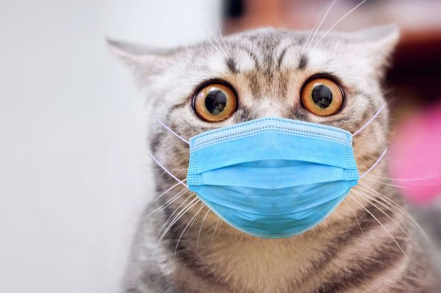 Собачий грипп: симптомы, лечение, профилактика thumbnail