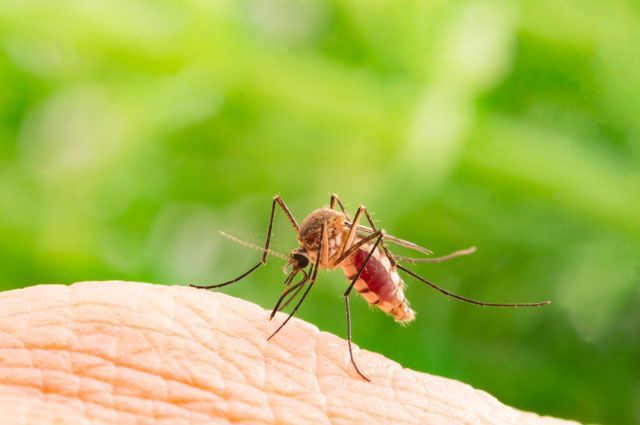Почему комары кусают одних людей чаще, чем других. Есть пять причин