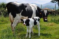 Корова - один из основных источников метана.