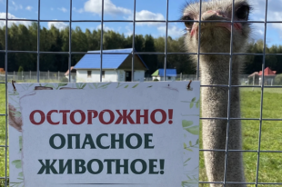 Эта птица интеллектом не отличается.