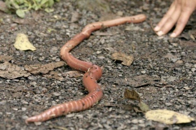 Почему после дождя черви на асфальте. Земляной червь мегасколидес австралийский. Австралийский гигантский дождевой червь. Тропические дождевые черви.